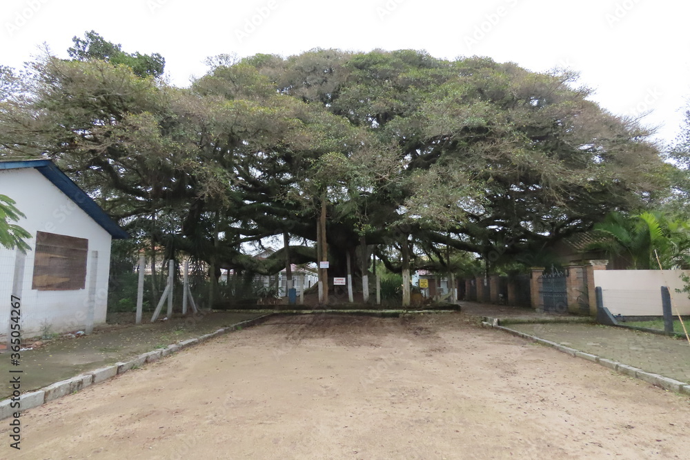 Big tree in the village Big tree in the village