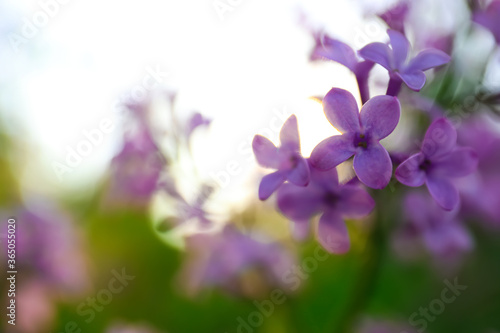 Closeup view of beautiful blossoming lilac shrub outdoors