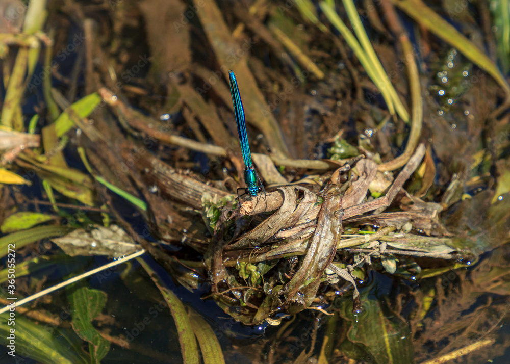 Blue color beautiful insect dragonfly Blue color beautiful insect dragonfly