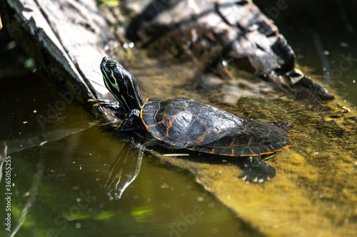 Painted Turtle (Chrysemys picta) Basking in the Sun