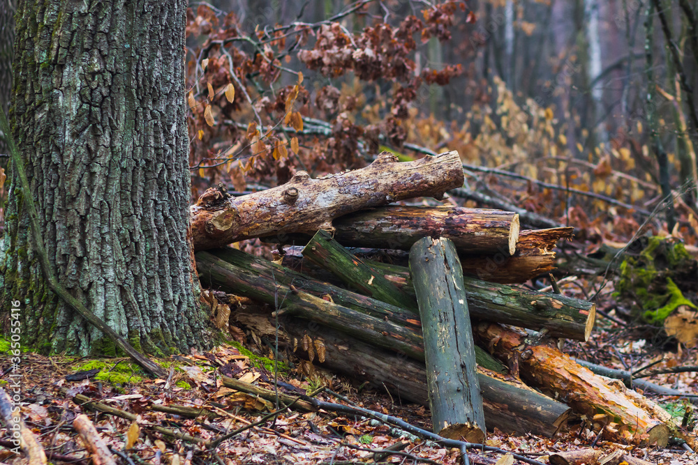 Obraz premium firewood in the forest tree