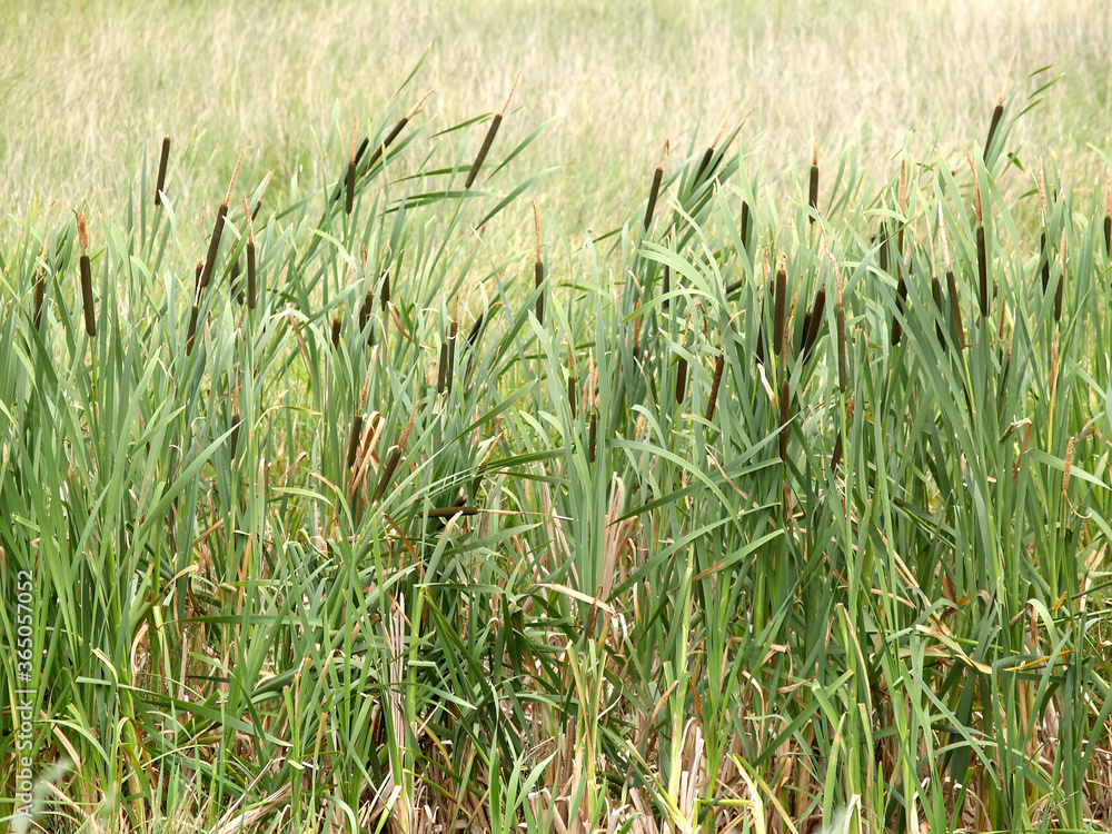 Obraz premium Thickets of broadleaf cattail (Typha latifolia L.) on the banks of the reservoir