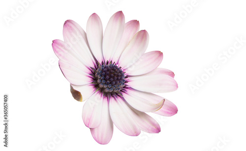 Osteospermum daisy flower isolated