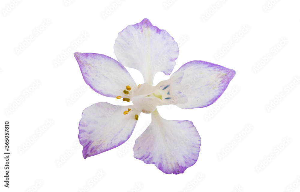 Obraz premium beautiful meadow flower isolated