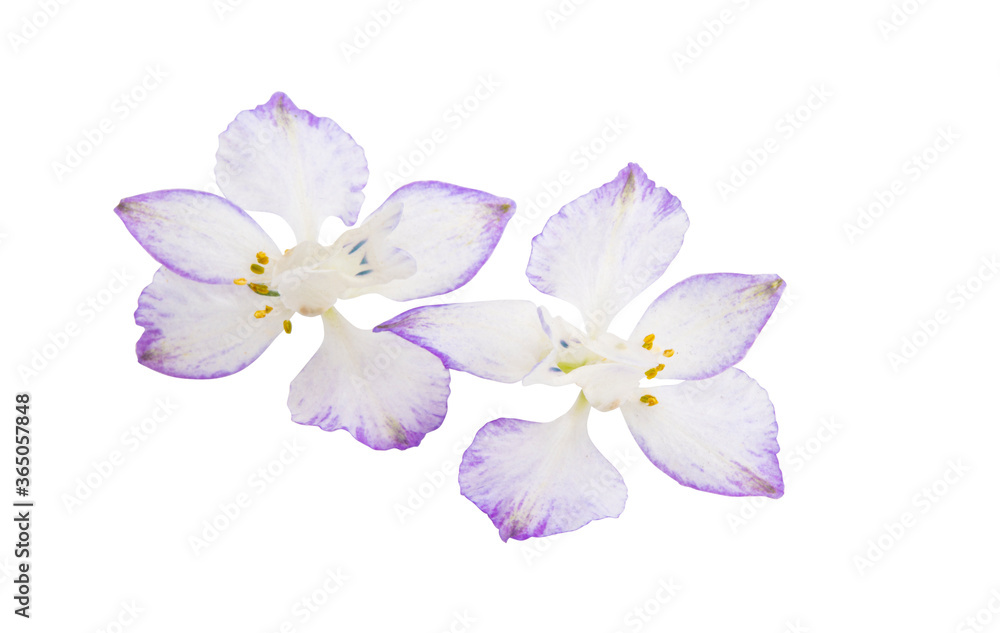 beautiful meadow flower isolated beautiful meadow flower isolated