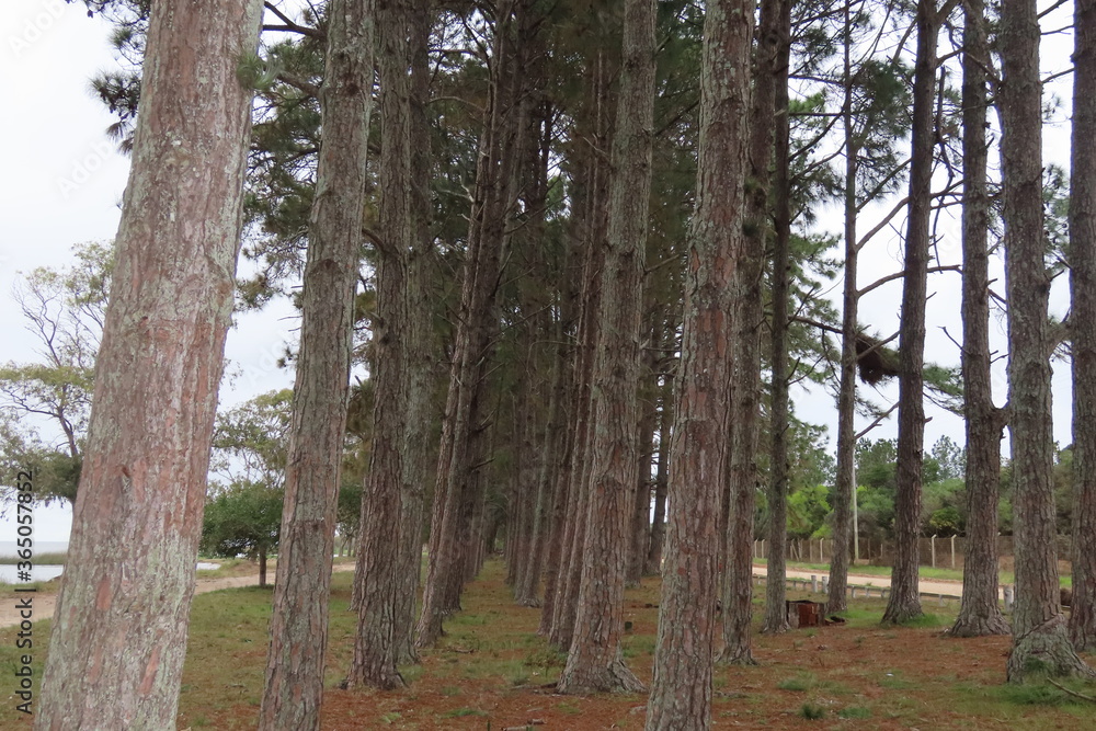 Fototapeta premium trees in the forest