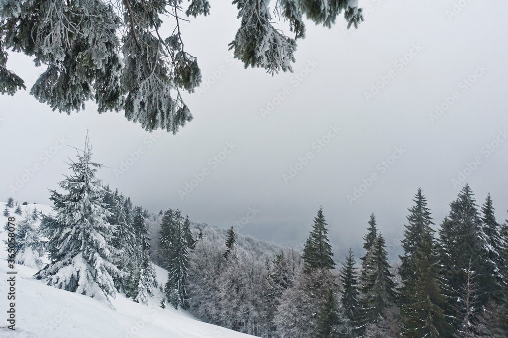 Fototapeta premium snow covered trees, mountains, winter