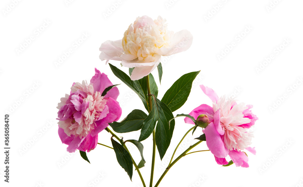 Peony isolated Peony isolated