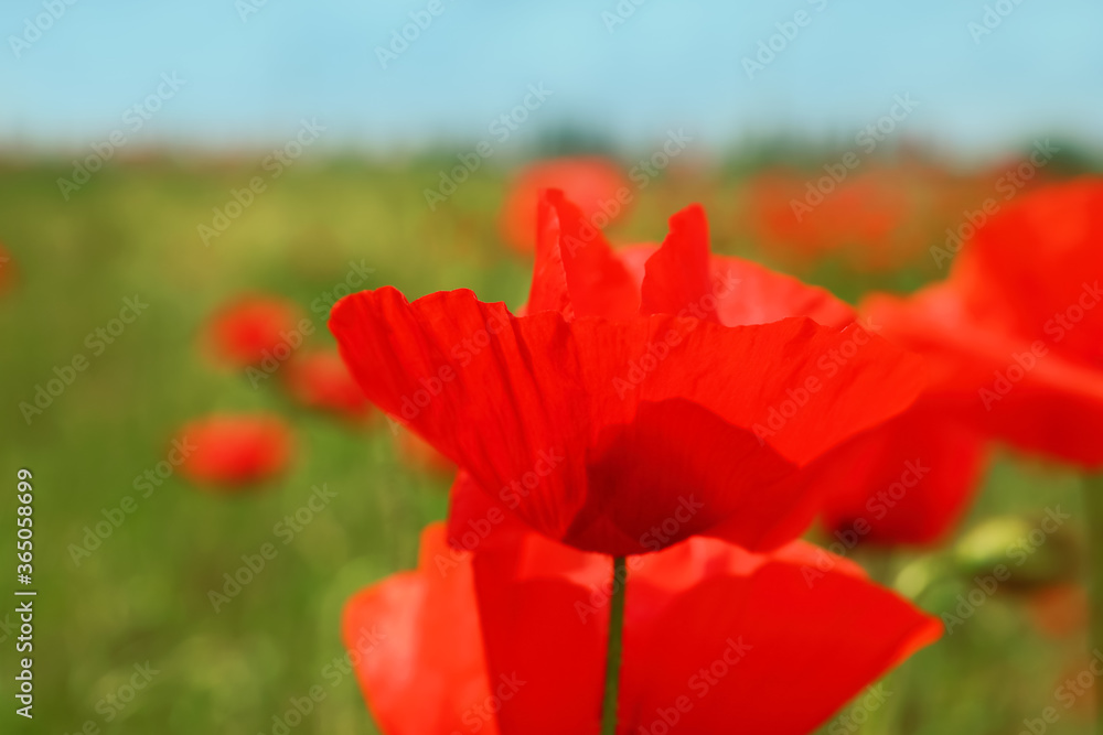 Beautiful red poppy flower growing in field, closeup Beautiful red poppy flower growing in field, closeup