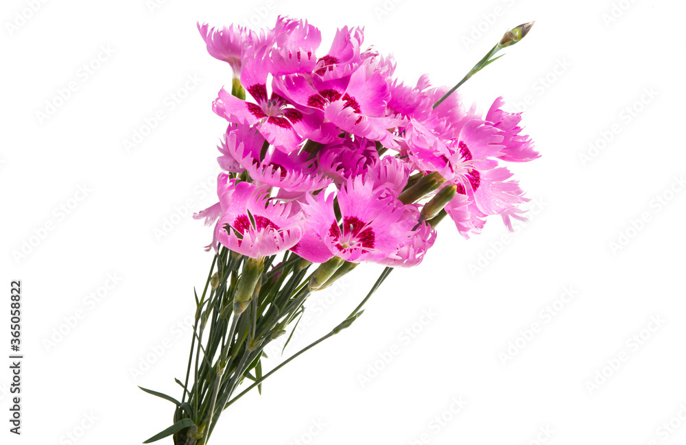 Fototapeta premium carnation flower isolated