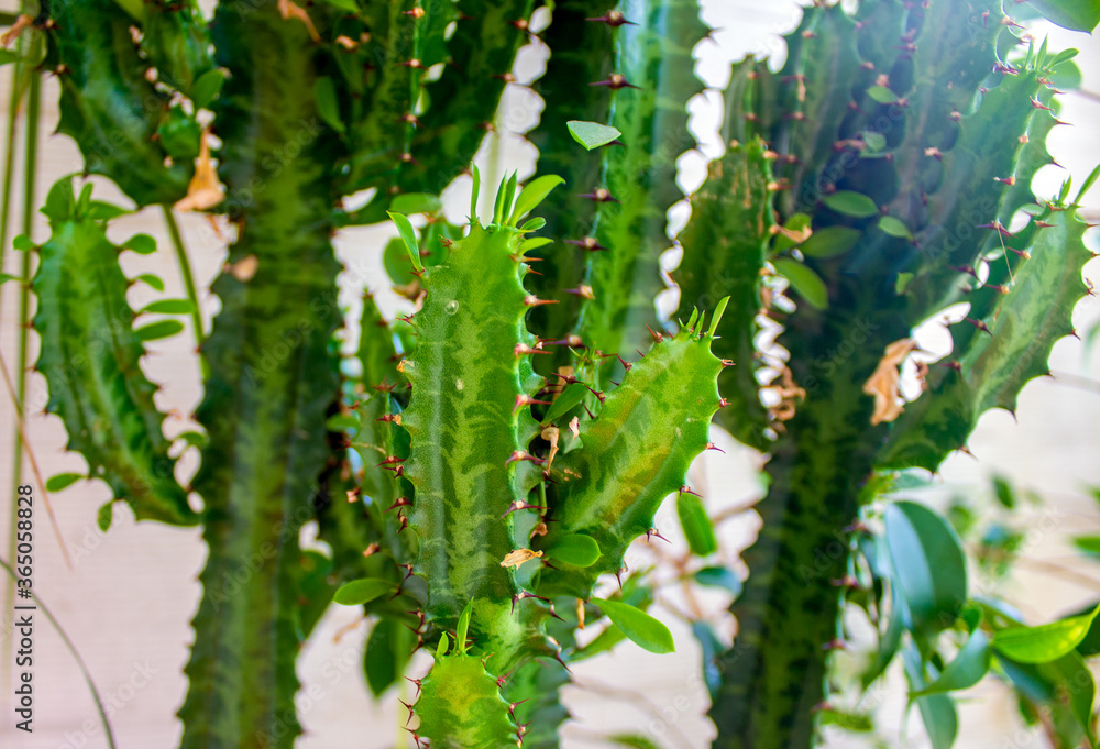 Naklejka premium Green cactus on warm sunlight. Peaceful nature.