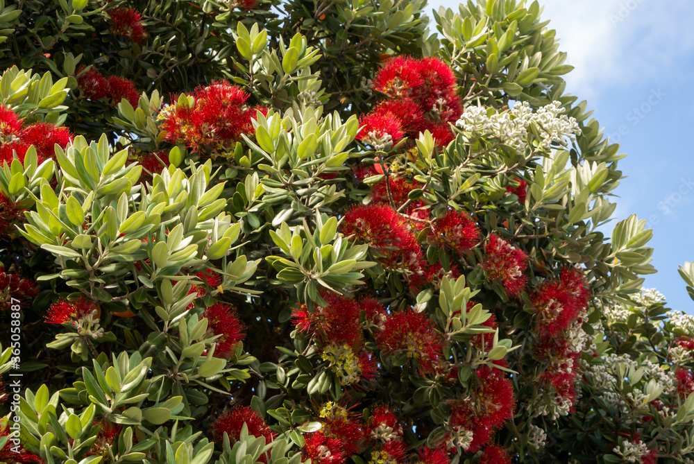 Red flowers of the blooming Callistemon tree. It is called beautiful stamen, red stamen, brushes for cleaning