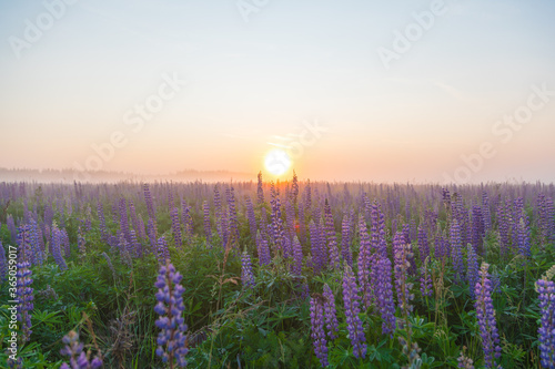 Sunset or dawn on field with green grass and lupins in the fog. Country landscape. Countryside concept.