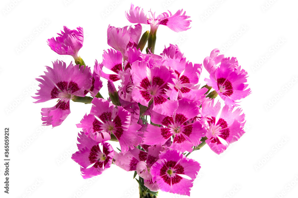 carnation flower isolated