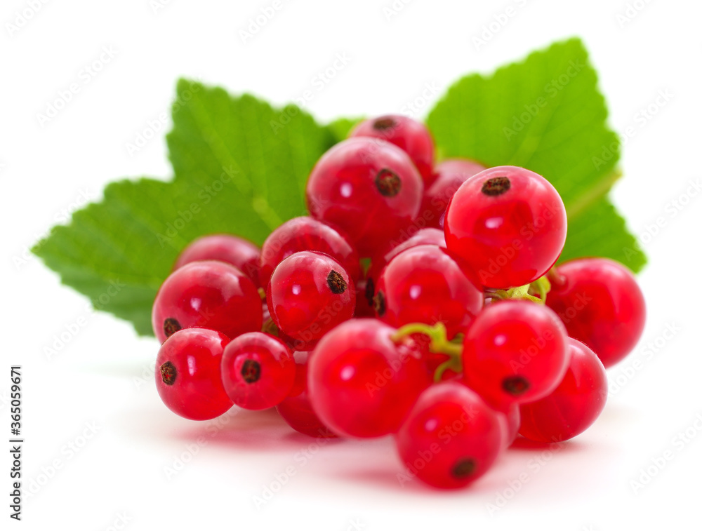 Red currants with green leaves. Red currants with green leaves.