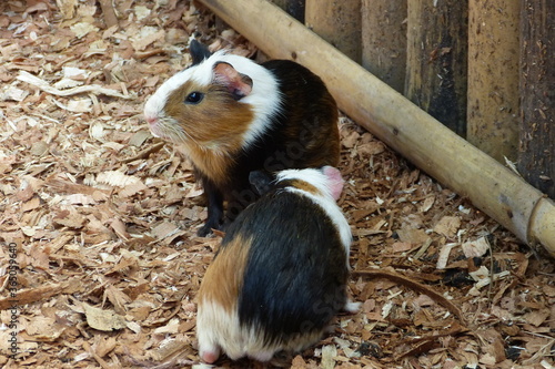 Close up of a  guinea pig 