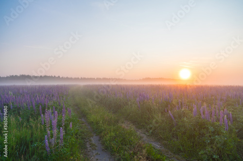 Sunset or dawn on field with green grass and lupins in the fog. Country landscape. Countryside concept.