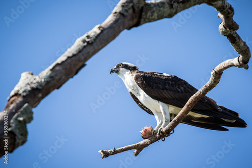 Osprey with Fish
