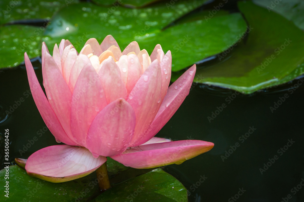 Magic big bright pink water lily or lotus flower Perry's Orange Sunset in garden pond. Nymphaea is so beautiful. Flower landscape for nature wallpaper with copy space. Selective focus Magic big bright pink water lily or lotus flower Perry's Orange Sunset in garden pond. Nymphaea is so beautiful. Flower landscape for nature wallpaper with copy space. Selective focus