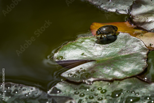 Water beetle Acilius sulcatus sits on leaves of water lily in garden pond. Acilius sulcatus is species of water beetle in family Dytiscidae. Selective focus photo