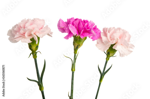 carnation flower isolated
