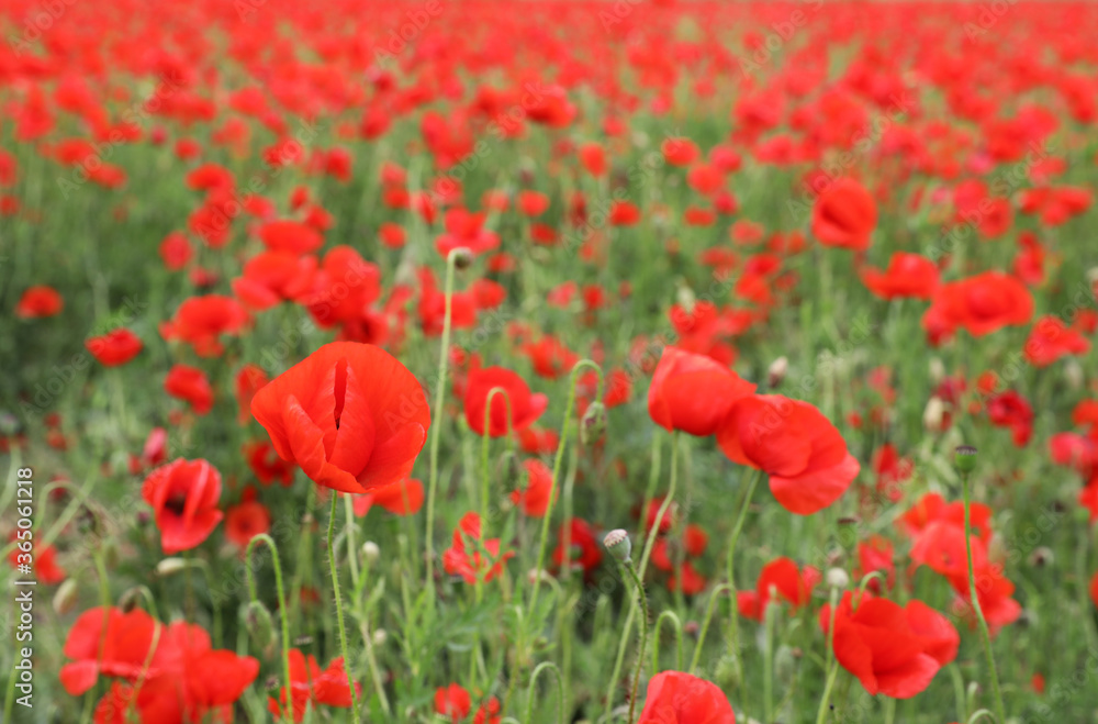Beautiful red poppy flowers growing in field Beautiful red poppy flowers growing in field