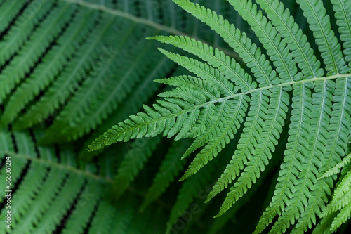Fern leaves close-up top view. Fern bush grows in the forest. Plant texture, natural abstract background with copy space.