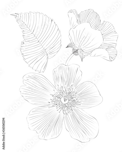 Flower black line contour for coloring book or page