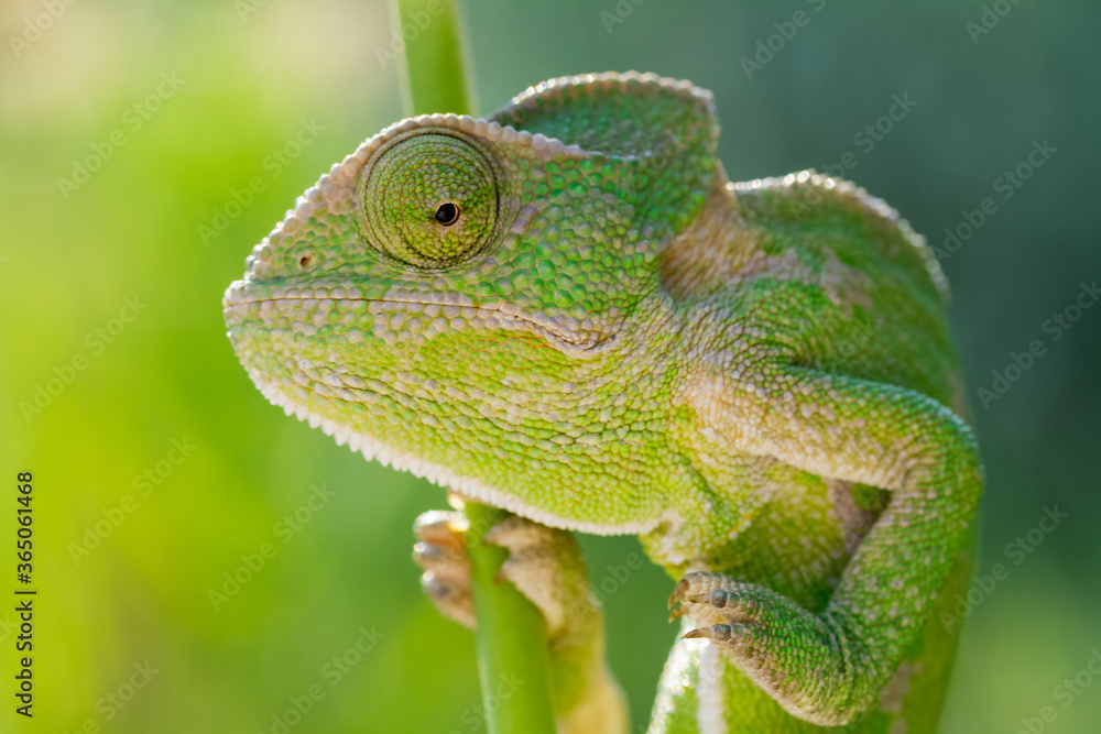 Obraz premium green chameleon on a branch