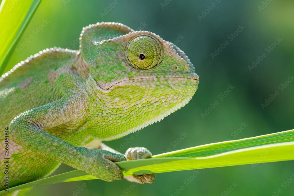 Fototapeta premium chameleon on a tree