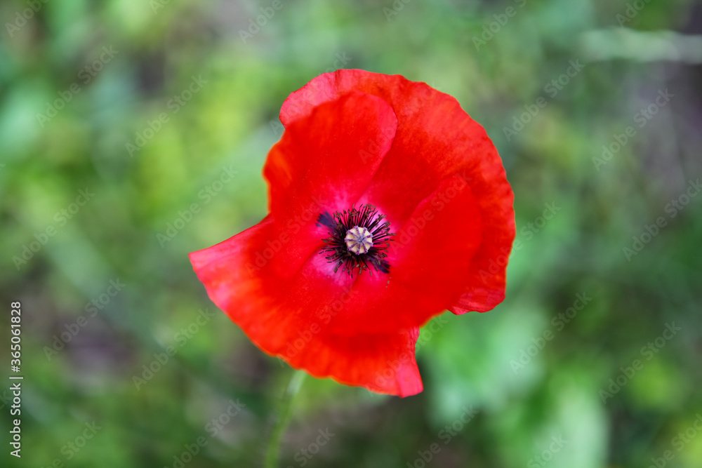 red poppy flower red poppy flower
