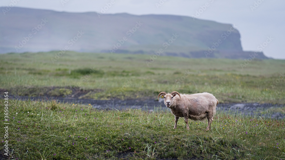 Fototapeta premium Icelandic sheep