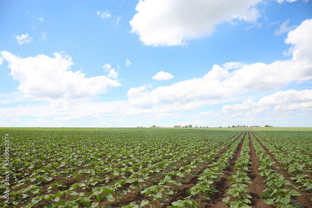 Agricultural field with young sunflower plants on sunny day