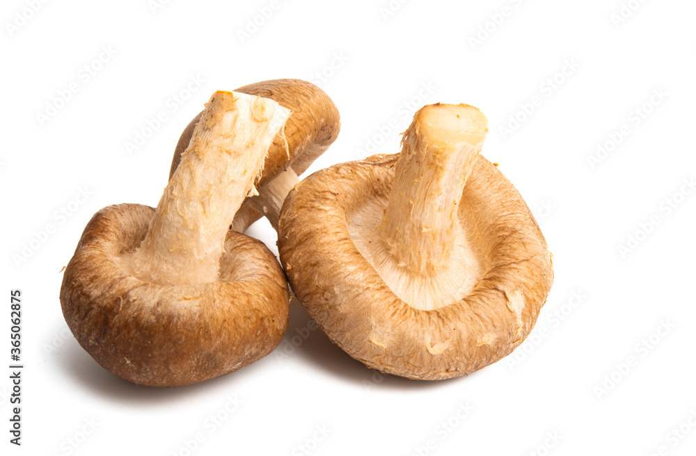 shiitake mushrooms isolated shiitake mushrooms isolated