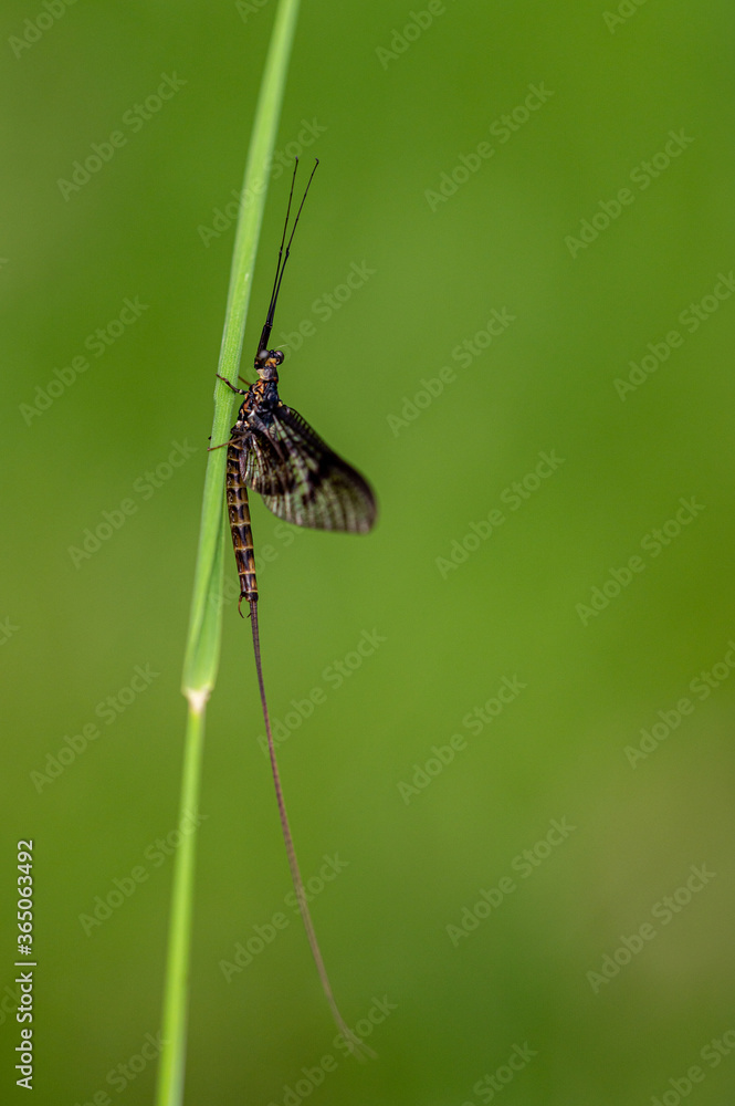 Adult mayfly, ephemera danica, resting on a blade of grass Adult mayfly, ephemera danica, resting on a blade of grass