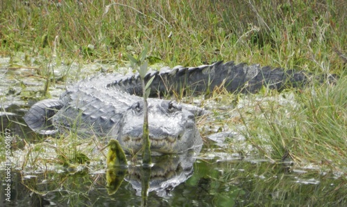 Big Alligator
