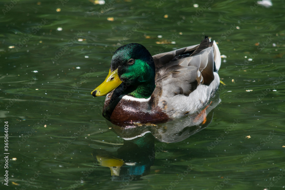 Obraz premium Ente im Wasser