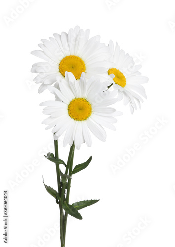 Bouquet of beautiful chamomile flowers on white background © New Africa