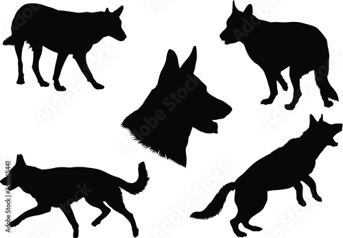 Black silhouettes of an German Shepherd dog in various poses on a white background photo