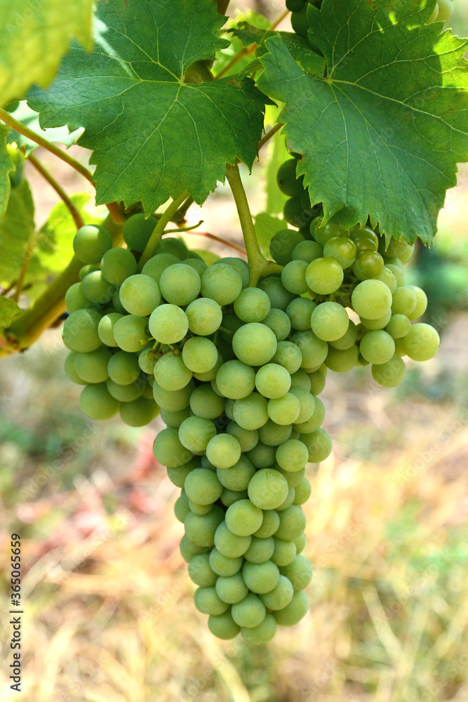 Ripe grape, white grape in the vineyard with leaves