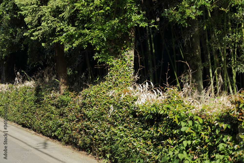 Fototapeta premium 京都桂＆御所20150511