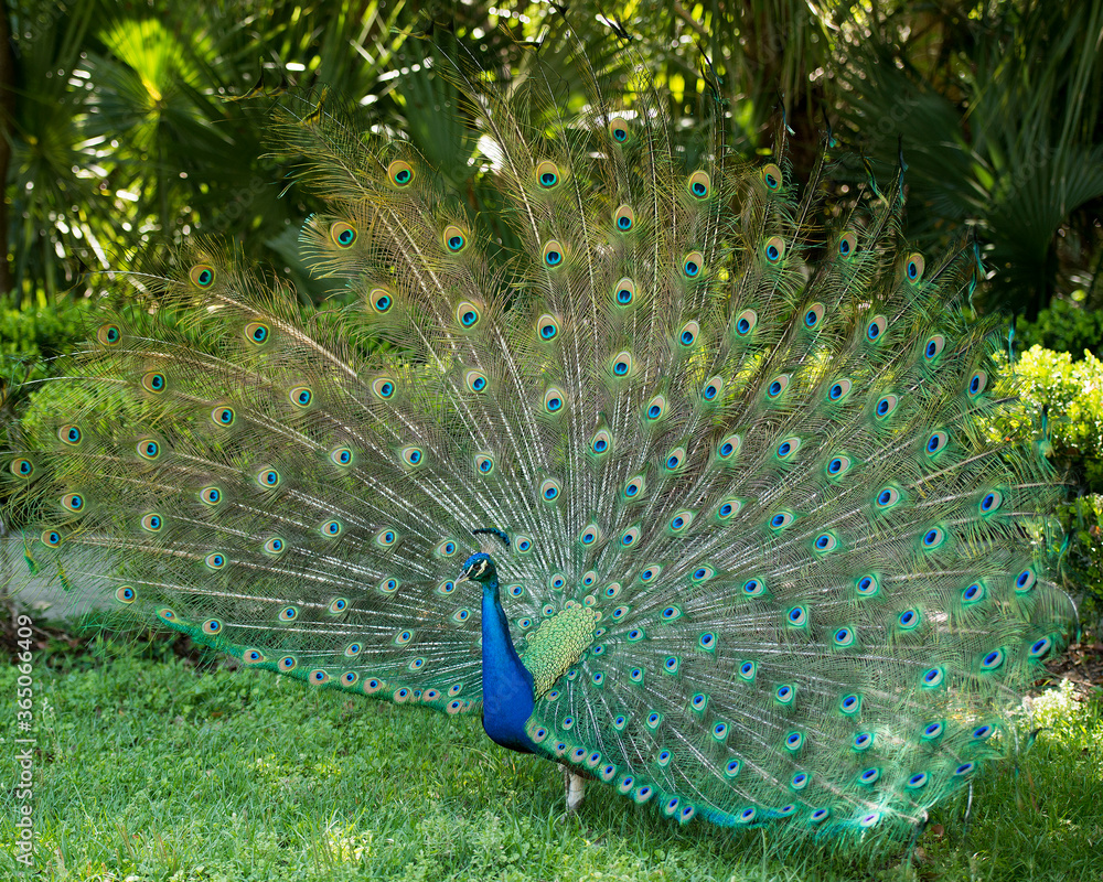 Obraz premium Peacock bird Stock Photos. Peacock bird close-up profile view. Peacock birds in courtship. Beautiful colourful bird. Image. Picture. Portrait. Fan tail. Courtship.
