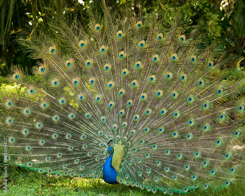 Fototapeta premium Peacock bird stock photos. Image. Portrait. Picture. Colourful bird. Beautiful bird. Blue and green plumage. Fan tail.