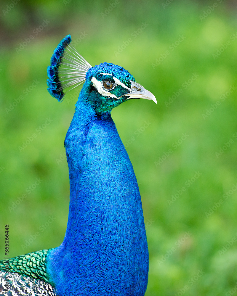 Peacock bird Stock Photos. Peacock bird head close-up profile view. Peacock bird, the beautiful colourful bird. Portrait. Picture. Image. Blur background. Peacock bird Stock Photos. Peacock bird head close-up profile view. Peacock bird, the beautiful colourful bird. Portrait. Picture. Image. Blur background.
