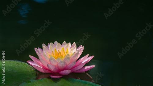 Magic big bright pink water lily or lotus flower Perry s Orange Sunset in garden pond. Nymphaea is so beautiful. Flower landscape for nature wallpaper with copy space. Selective focus