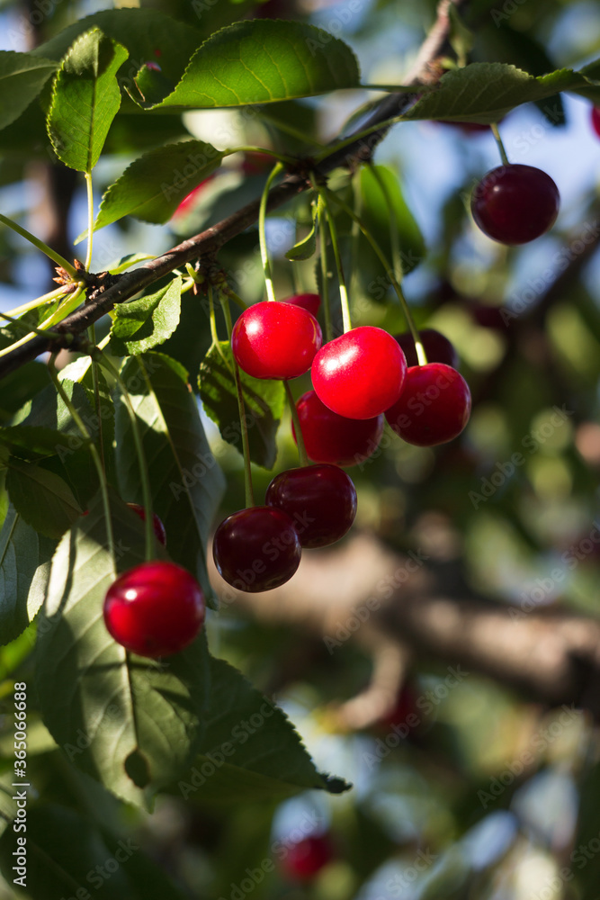 Ripe cherry berries hanging on a tree, red fruits, harvest. Summer, beautiful sunny color