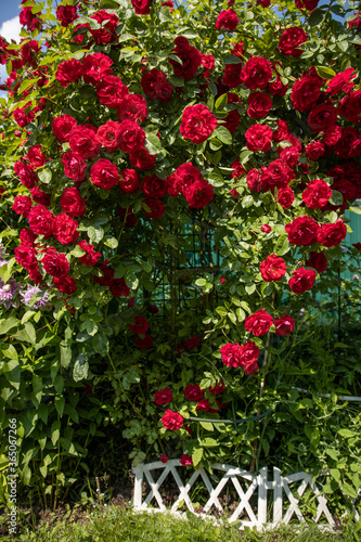 Wallpaper Mural Bright red spray roses in the garden and blue sky Torontodigital.ca