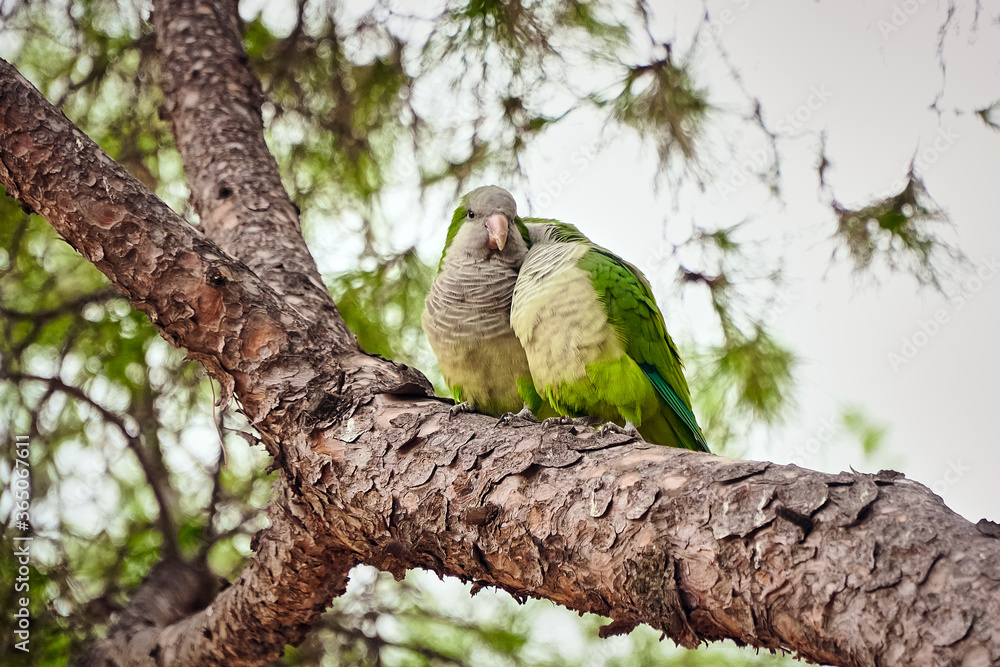 A pair of parrots are sitting on a tree branch A pair of parrots are sitting on a tree branch