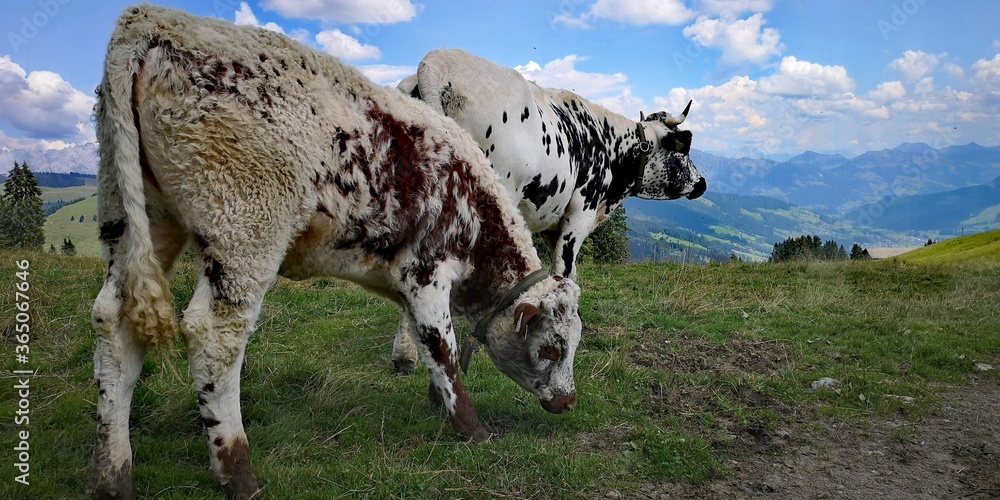 Cow with her calf in the field Cow with her calf in the field
