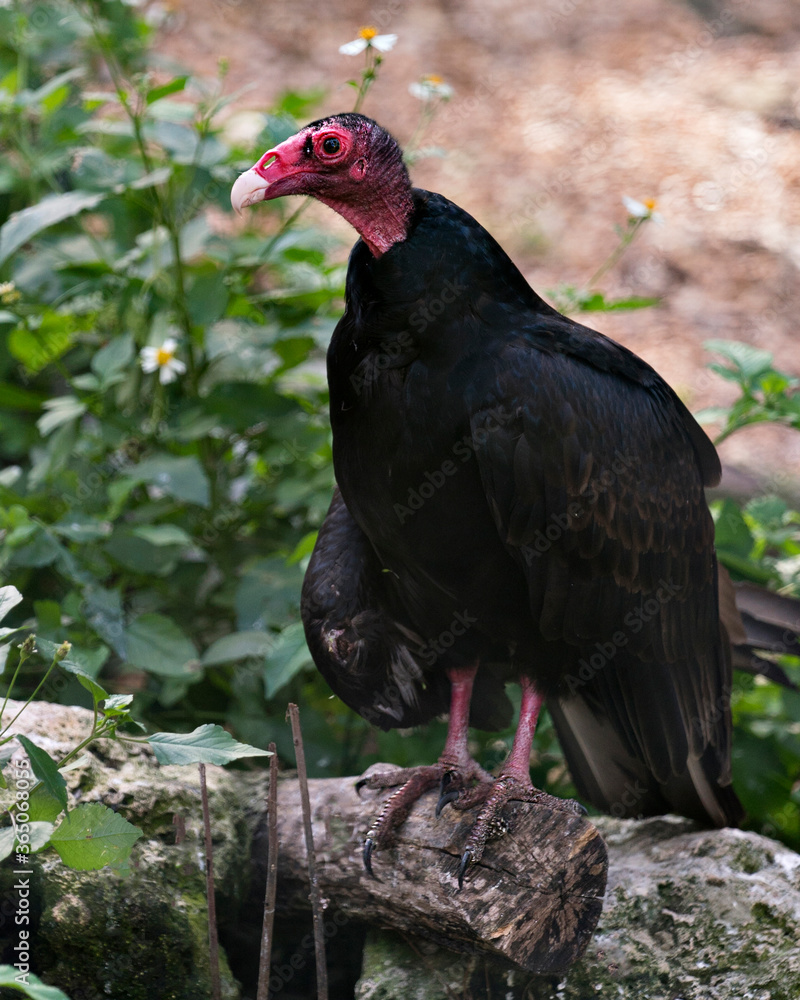 Turkey Vulture Bird Photo. Close up profile view, perched on a log with a blur background, and wildflowers, displaying red head, beak, eye, feet, and black plumage in its environment and habitat. Turkey Vulture Bird Photo. Close up profile view, perched on a log with a blur background, and wildflowers, displaying red head, beak, eye, feet, and black plumage in its environment and habitat.